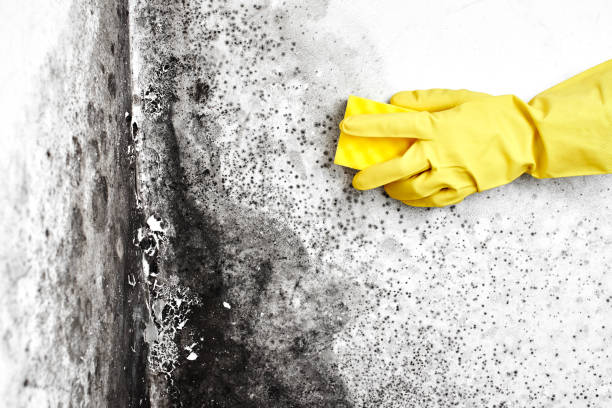 Professional Mold Removal in Fair Oaks, VA