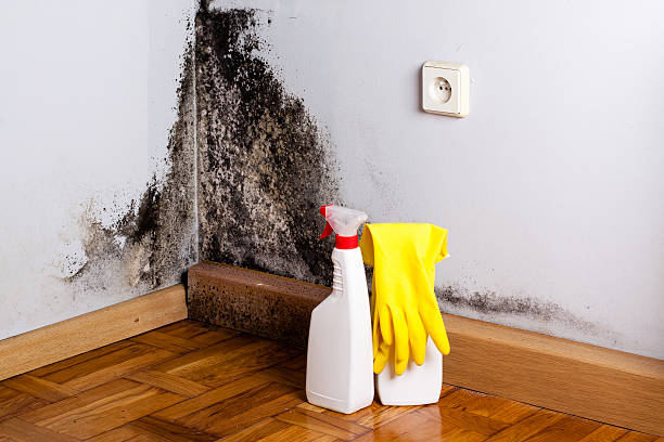 Best Mold Testing and Removal  in Fair Oaks, VA