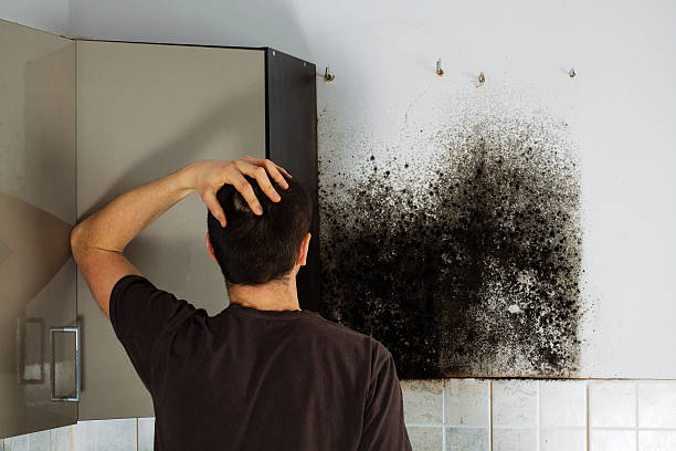 Best Black Mold Removal  in Fair Oaks, VA