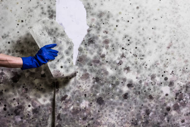 Best Mold Remediation  in Fair Oaks, VA