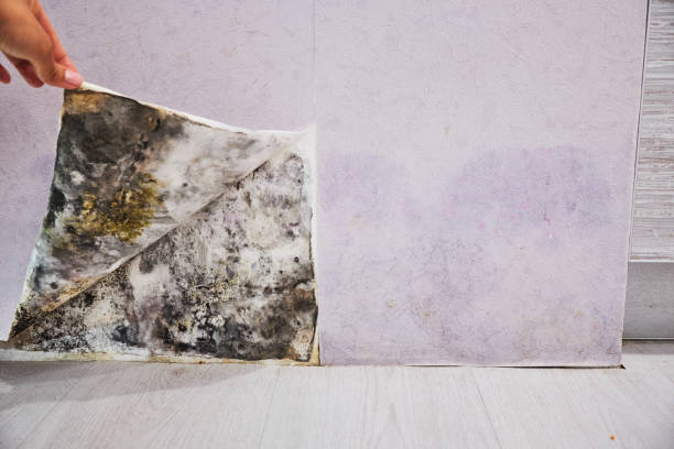 Reliable Fair Oaks, VA Mold Removal Solutions